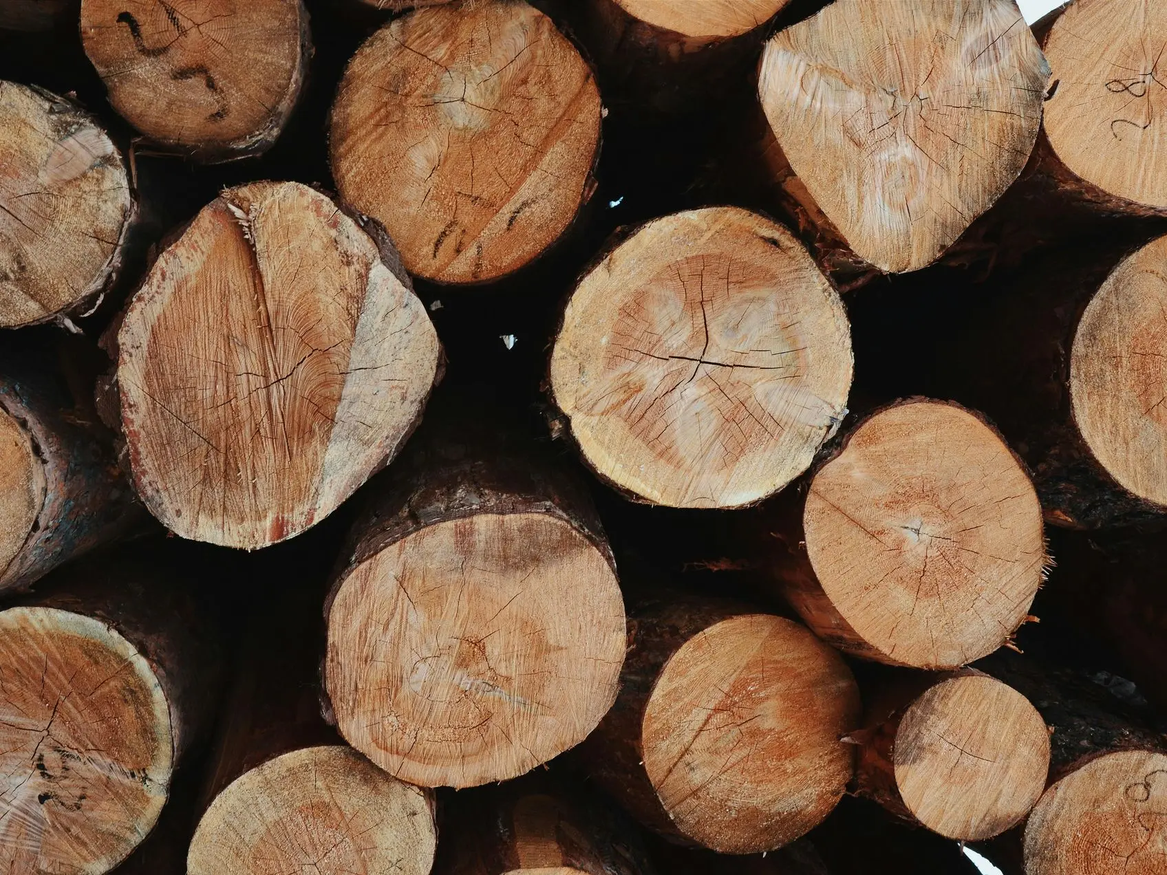 olive firewood